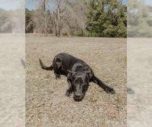 Gummie Bear - Female Shepradors Dog for Adoption - Photo #8
