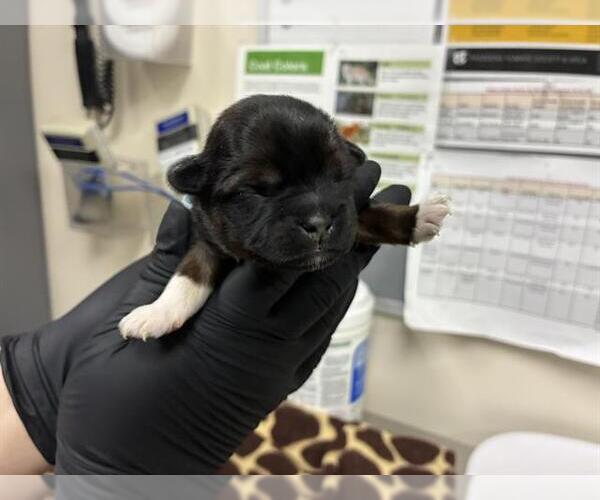 Medium Photo #1 German Shepherd Dog-Unknown Mix Puppy For Sale in Pasadena, CA, USA