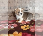Small #14 Pembroke Welsh Corgi