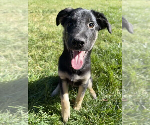 Medium Photo #9 German Shepherd Dog-Unknown Mix Puppy For Sale in Lakewood, CO, USA