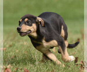 Tulip - Female Australian Shepherd-Unknown Mix Dog for Adoption - Photo #8