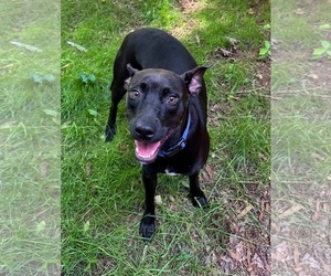 Brandy - Female Mutt Dog for Adoption - Photo #4