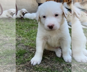 Australian Shepherd Puppy for sale in HUTTO, TX, USA