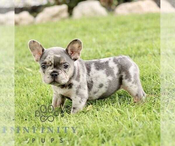 Medium Photo #4 French Bulldog Puppy For Sale in RONKS, PA, USA