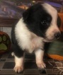 Small Photo #11 Australian Shepherd Puppy For Sale in ARBA, IN, USA