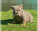 Small #13 English Bulldog