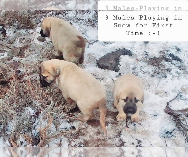 Medium Photo #2 Kangal Dog Puppy For Sale in SILVER LAKE, OR, USA