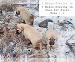 Small Photo #2 Kangal Dog Puppy For Sale in SILVER LAKE, OR, USA