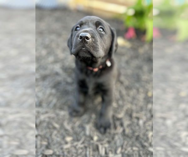 Medium Photo #4 Labrador Retriever Puppy For Sale in DANVILLE, KY, USA