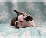 Small Photo #4 Faux Frenchbo Bulldog Puppy For Sale in LAKELAND, FL, USA