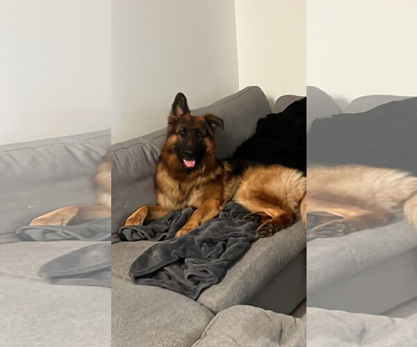 Medium Photo #4 German Shepherd Dog Puppy For Sale in Miami, FL, USA