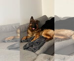 Small #3 German Shepherd Dog