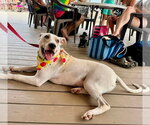 Small #1 American Pit Bull Terrier Mix