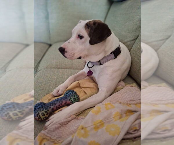 Medium Photo #4 American Pit Bull Terrier-Unknown Mix Puppy For Sale in Pleasanton, TX, USA