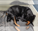 Puppy Puppy 2 Rottweiler