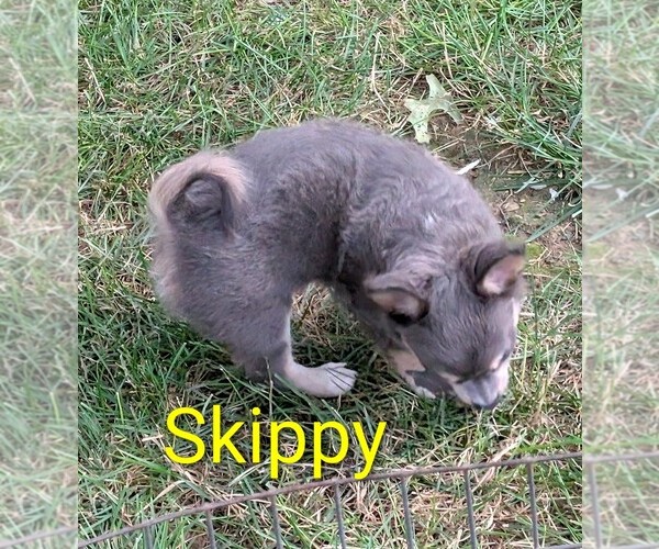 Medium Photo #3 Chihuahua Puppy For Sale in LEBANON, PA, USA
