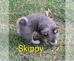 Small #2 Chihuahua