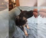 Puppy 7 Australian Shepherd-German Shepherd Dog Mix