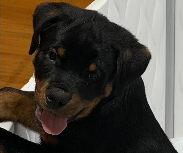 Medium Photo #9 Rottweiler Puppy For Sale in WORTH, IL, USA