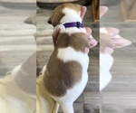 Small #1 Jack Russell Terrier