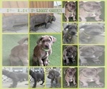 Puppy Light green Cane Corso-Great Dane Mix