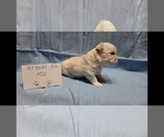 Small #3 Maltipoo