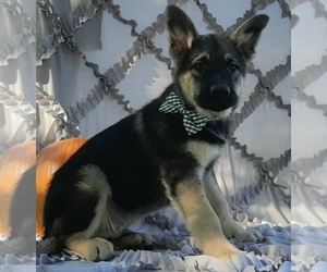 German Shepherd Dog-Unknown Mix Puppy for sale in LANCASTER, PA, USA
