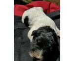 Small Photo #2 Pyredoodle Puppy For Sale in NASHVILLE, TN, USA