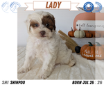 Small #7 ShihPoo