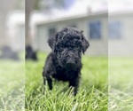 Small #17 Goldendoodle
