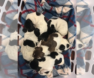 German Shorthaired Pointer Puppy for sale in ACME, PA, USA