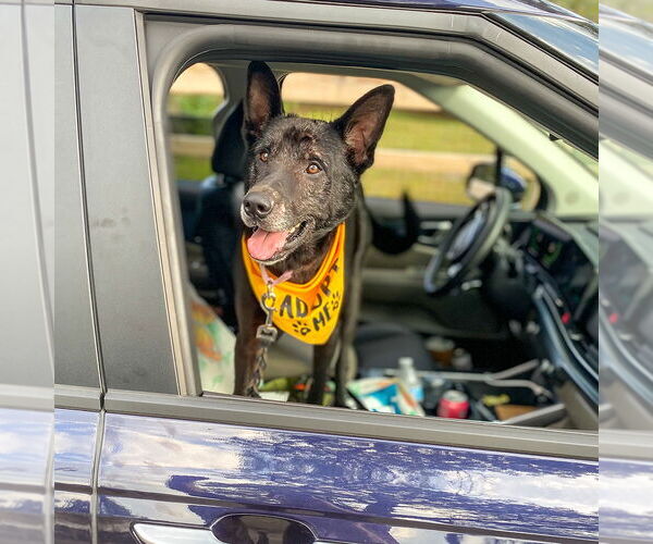 Medium Photo #4 German Shepherd Dog Puppy For Sale in Millburn, NJ, USA