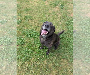 Labrador Retriever-Unknown Mix Dogs for adoption in Grovetown, GA, USA