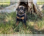 Small Photo #10 Doberman Pinscher Puppy For Sale in CHEYENNE, WY, USA