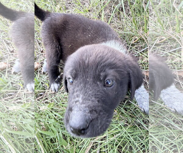 Medium Photo #3 Great Pyrenees-Unknown Mix Puppy For Sale in Chama, NM, USA