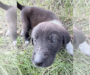 Momo - Female Great Pyrenees-Unknown Mix Dog for Adoption - Photo #3