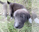 Small Photo #3 Great Pyrenees-Unknown Mix Puppy For Sale in Chama, NM, USA