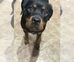 Small #2 Rottweiler