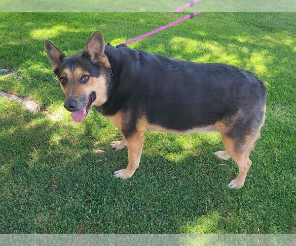Medium Photo #2 Australian Shepherd-German Shepherd Dog Mix Puppy For Sale in Phoenix, AZ, USA