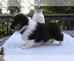 Small #2 Pembroke Welsh Corgi