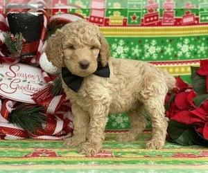 Poodle (Standard) Puppy for sale in LANCASTER, PA, USA