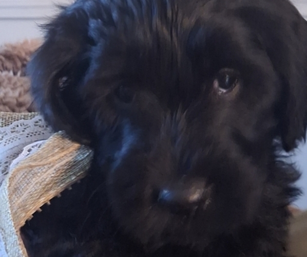 Medium Photo #4 Goldendoodle Puppy For Sale in LOUISA, VA, USA
