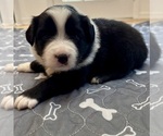 Puppy Girl 3 Australian Shepherd