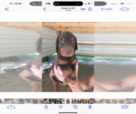 Small #15 Doberman Pinscher