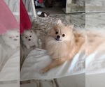 Small Photo #25 Pomeranian Puppy For Sale in CITRUS HEIGHTS, CA, USA