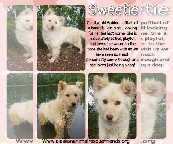 Medium Photo #1 Golden Retriever-Huskies  Mix Puppy For Sale in Anchorage, AK, USA