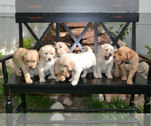 Golden Retriever Puppy for sale in WAUKESHA, WI, USA