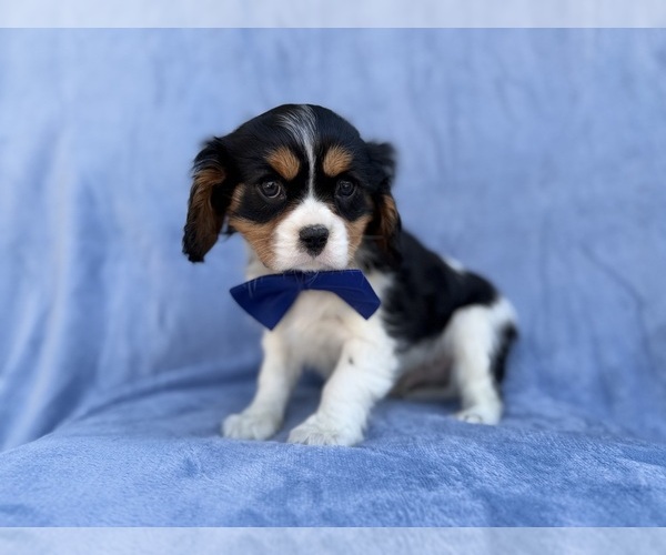 Medium Photo #4 Cavalier King Charles Spaniel Puppy For Sale in LAKELAND, FL, USA
