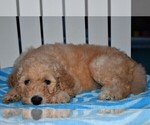 Small Photo #6 Poodle (Standard) Puppy For Sale in MALABAR, FL, USA