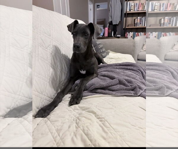 Medium Photo #2 Unknown-Weimaraner Mix Puppy For Sale in Ball Ground, GA, USA